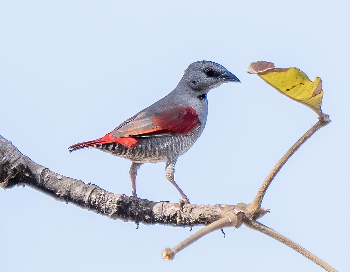 image Red-winged Pytilia
